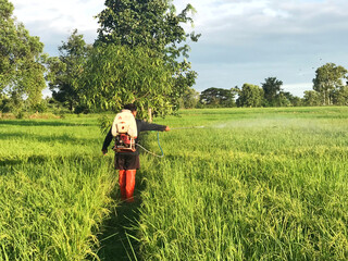 farmer spray herbicides or chemical fertilizers on rice fields in moring.