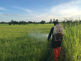 farmer spray herbicides or chemical fertilizers on rice fields in moring.