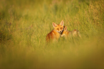 Fototapeta premium Cute Fox. Green nature background. Red Fox. Vulpes vulpes.