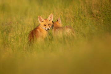Cute Fox. Green nature background. Red Fox. Vulpes vulpes.