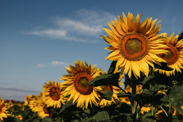 Beautiful field of blooming sunflowers with flying bee in sunrise. Yellow flowers aagainst blue sky. Agriculture and pollination concept. Selective focus, blurred background. Summer landscape.