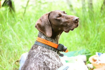 Beautiful Drathaar dog with electric shock collar for controlling, training outdoors on a green...