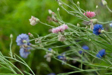 flowers in the garden