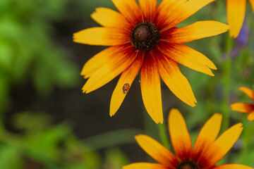 yellow flower in the garden