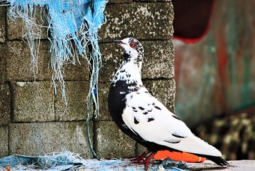 A dove