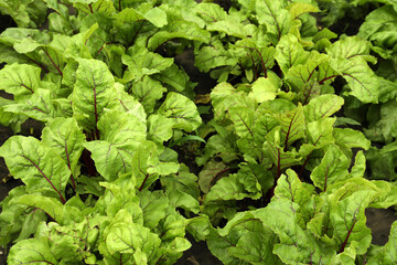 Beetroot plants with green leaves growing in garden