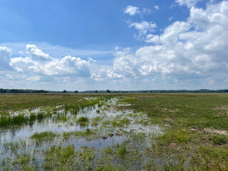 Wetland at the National Park Drents-Friese Wold