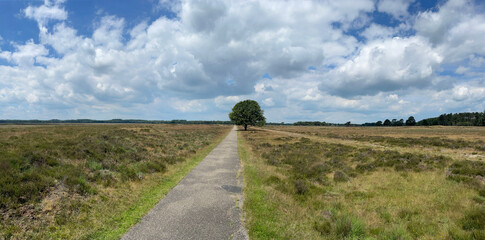 Fototapeta na wymiar Panorama from the scenery of National Park Drents-Friese Wold