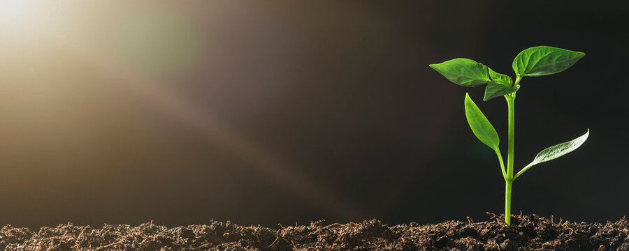 Green seedling growing on the ground in the rain