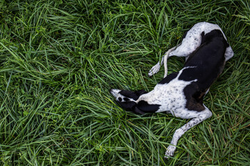 Greyhound resting on green grass in summer garden.
