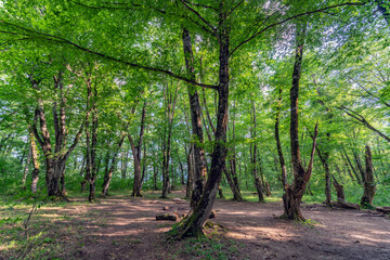 Beautiful scenic summer landscape of green forest by Mezmai village in Caucasus mountains, Russia.
