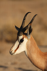 The young impala (Aepyceros melampus) male staying in the green grass in the shade on south africa...