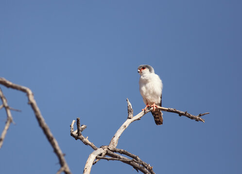 The pygmy falcon (Polihierax semitorquatus) or African pygmy falcon on the old branche.