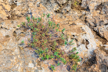 A bush growing on a rock