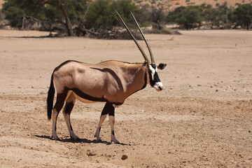 The gemsbok or gemsbuck (Oryx gazella) walking on the red sand dune with red sand and dry grass...