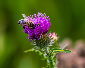 Bee on the violet flower of blooming thistle on blurred green background