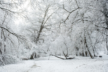 winter time in park from Sibiu city, Romania