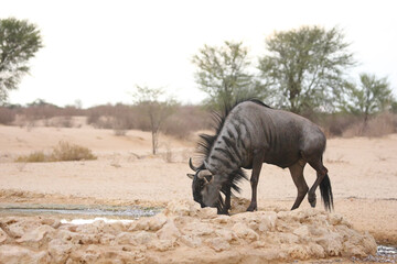Fototapeta premium A blue wildebeest (Connochaetes taurinus) calmly drinking in dry grassland.