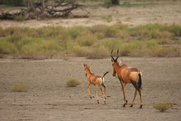 Red hartebeest (Alcelaphus buselaphus caama or Alcelaphus caama) mother with her baby running on the dry sand of Kalahari desert.