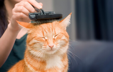 woman combing a ginger cat with a comb