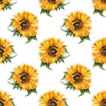 Watercolor illustration of sunflower flower pattern. Seamless repeating print of botanical floral background. Flowers, buds and leaves design elements. Isolated on white background. Drawn by hand.