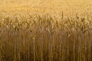 Cereals field with ripe spikes, blurred background