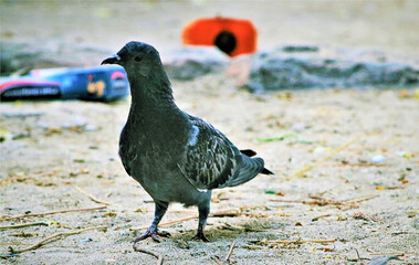 pigeon on the ground
