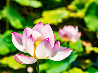 pink water lotus