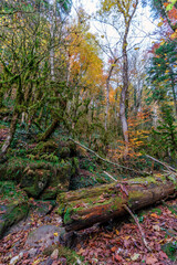 Beautiful scenic autumn landscape of fairy Caucasus forest by Mezmai village, Caucasus mountains, Russia.