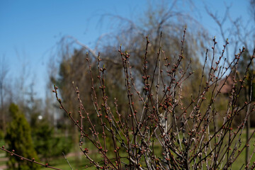 swollen buds in the spring of the shrub
