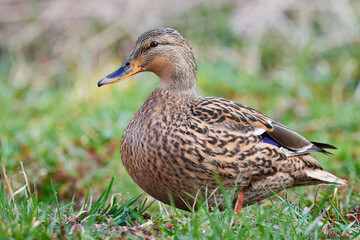 Mallard Female Closeup ( Anas platyrhynchos )	