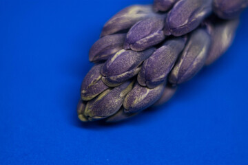 hyacinth flower for postcards and printed