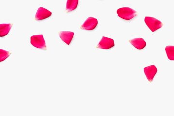 Rose petals on a white background, pink petals, colored background, texture of rose petals 