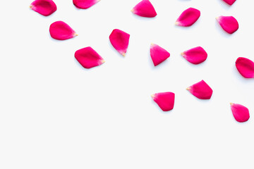 Rose petals on a white background, pink petals, colored background, texture of rose petals 