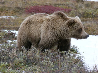 bär, braun, tier, wild, natur, säugetier, wild lebende tiere, grizzly, braunbär, fell, tierpark, raubtier, big, grizzly, wald, fleischfresser, ursus, alaska, tier, dangerous