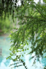 美瑛の青い池縦