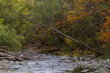 Sikhote-Alin Biosphere Reserve. A clean taiga river flows through a dense protected forest.