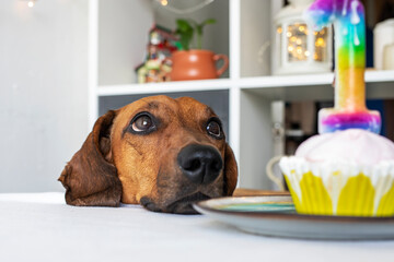 Dachshund dog celebrates his birthday and looks at the birthday cake.