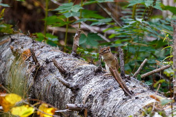 Sikhote-Alin Biosphere Reserve. A squirrel sits on a fallen tree trunk in a dense forest.
