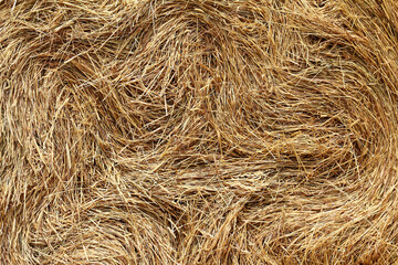 a lot of dried pressed grass. summer hay texture
