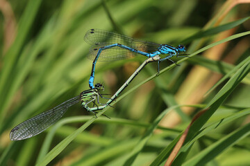 Male and female Azure damselflies mating. Scientific name, Coenagrion puella. Damselflies are...
