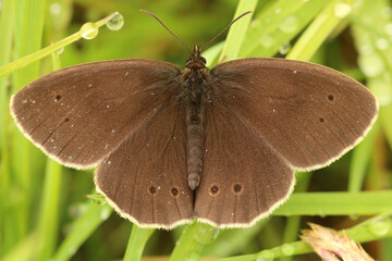 Ringlet Butterfly. Scientific name Aphantopus hyperantus. Butterfly is a deep brown insect basking on grasses with droplets. - Powered by Adobe