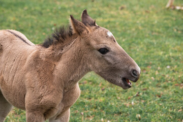Naklejka na ściany i meble wild horse foal (Equus ferus)