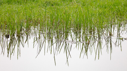 Small green reeds growing at the waters edge