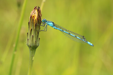 Male Common Blue damselfly. Scientific name Enallagma cyathigerum. Damselfly is perched on an emerging dandelion flower