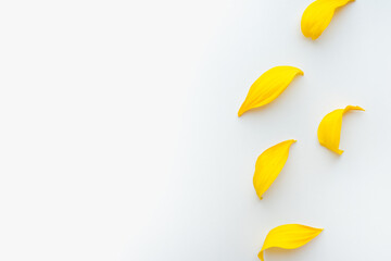 yellow petals on a white background, colored background, texture of petals 