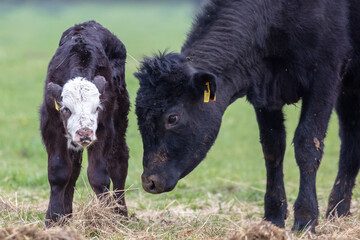 Fototapeta premium a new born black and white calf with its mother