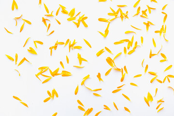 medicinal plants, calendula flowers on a white background, orange flowers, colored background, calendula petals on a white background 