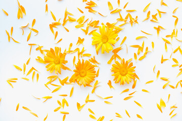 medicinal plants, calendula flowers on a white background, orange flowers, colored background 