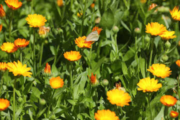 Beautiful white butterfly on calendula flower outdoors